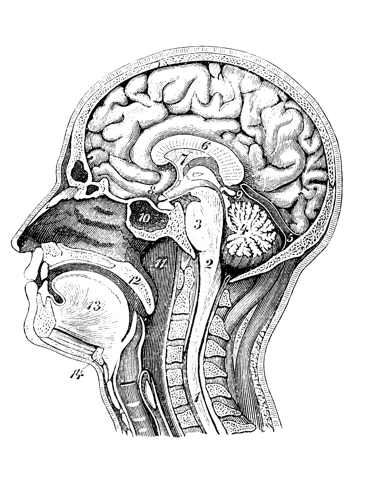 Head and Neck Journal Club